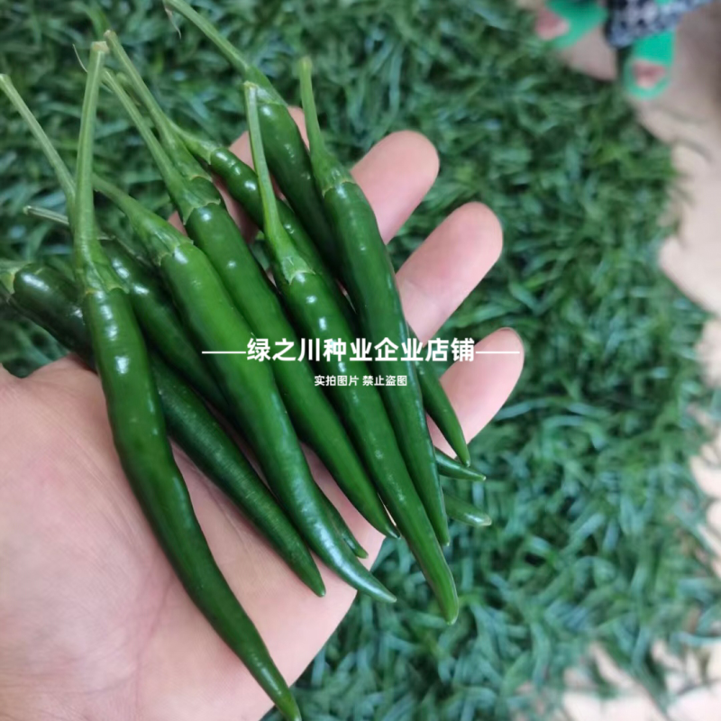 红天下8号辣椒种子大果高产青红两用朝天椒种子大号早熟顺直