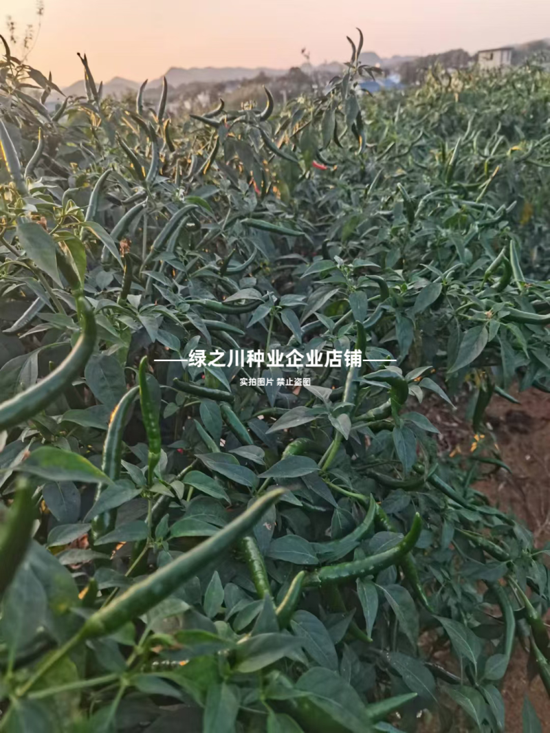 红天下8号辣椒种子大果高产青红两用朝天椒种子大号早熟顺直