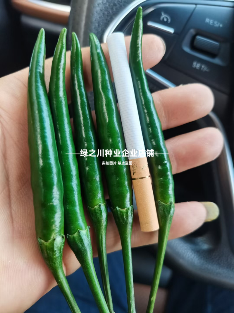 红天下8号辣椒种子大果高产青红两用朝天椒种子大号早熟顺直