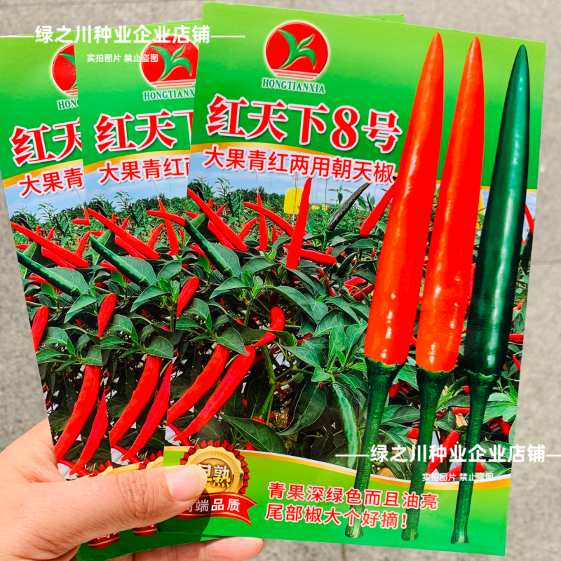 红天下8号辣椒种子大果高产青红两用朝天椒种子大号早熟顺直