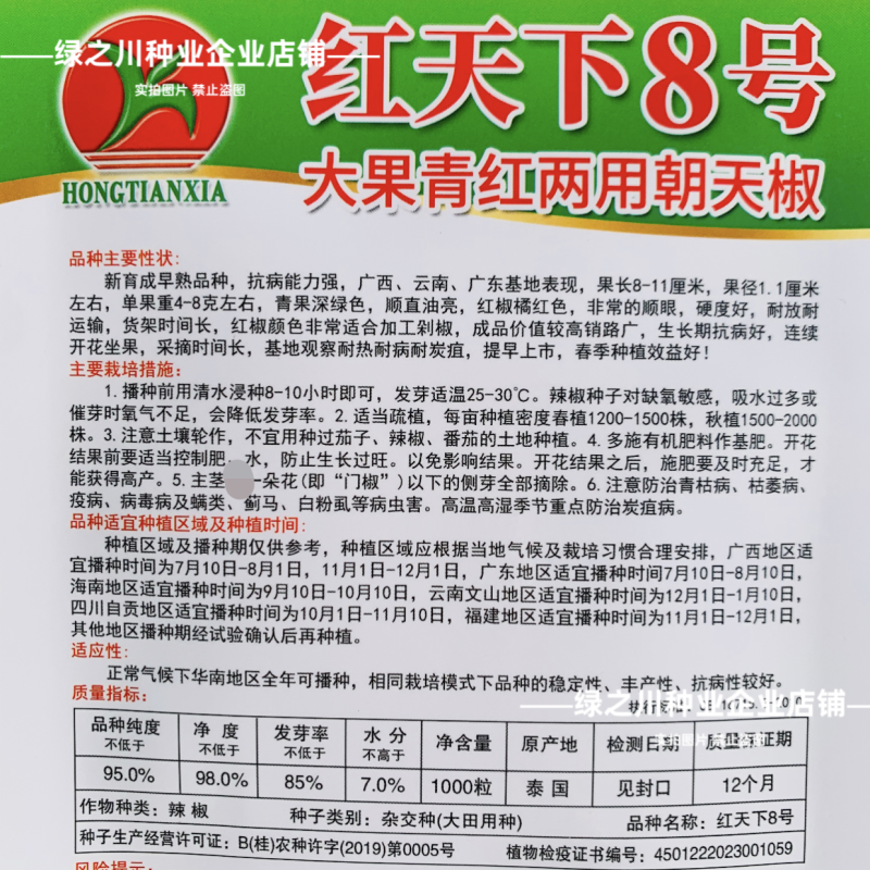 红天下8号辣椒种子大果高产青红两用朝天椒种子大号早熟顺直