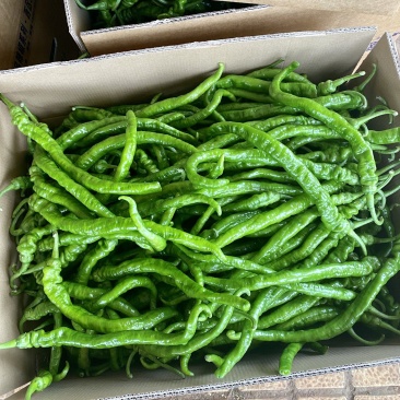 【推荐】广东徐闻精品螺丝线椒大量供应产地直发全国