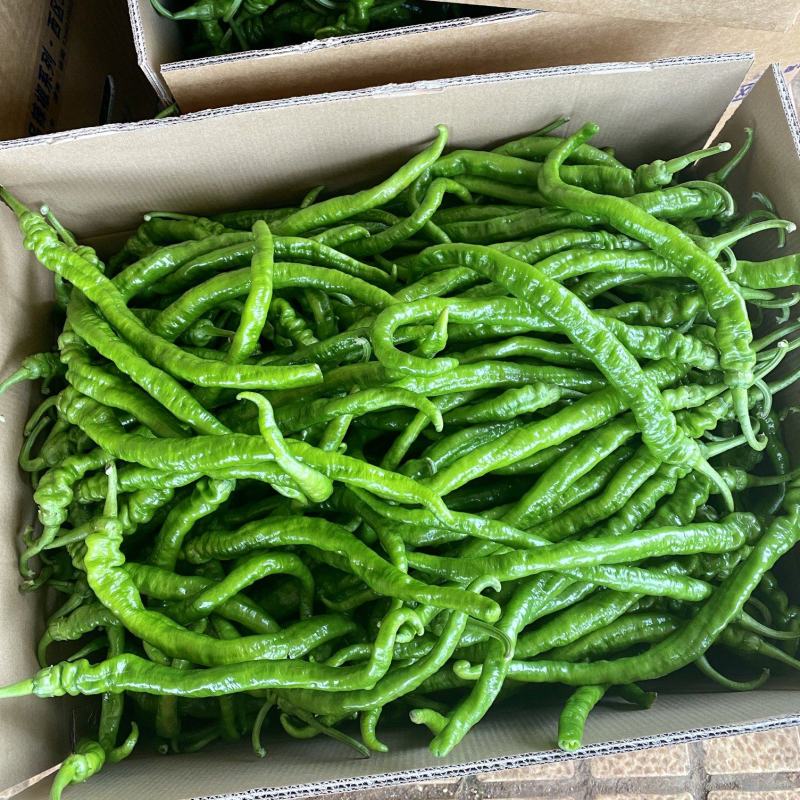 【推荐】广东徐闻精品螺丝线椒大量供应产地直发全国