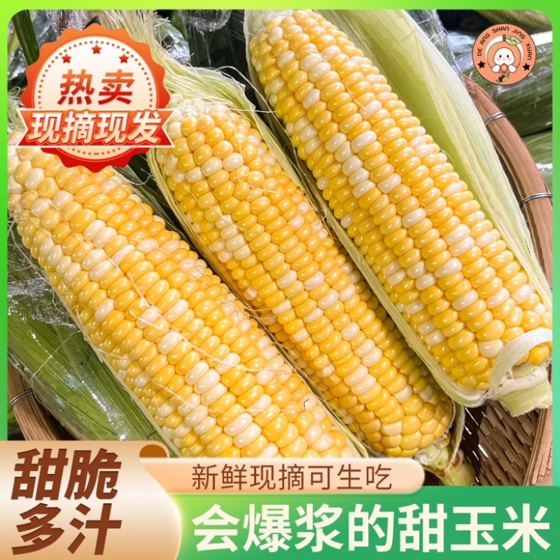 鲜食玉米云南水果玉米金银水果玉米甜玉米棒子双色玉米