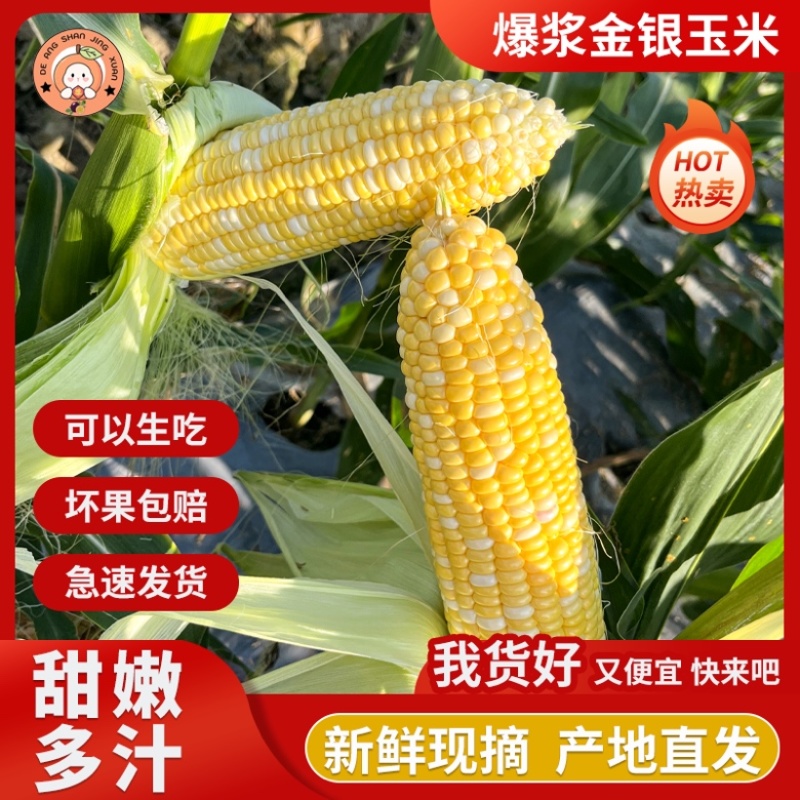 鲜食玉米云南水果玉米金银水果玉米甜玉米棒子双色玉米