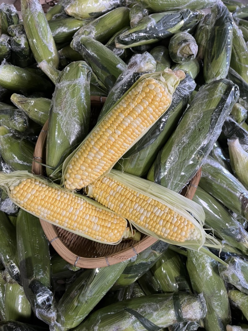 鲜食玉米云南水果玉米金银水果玉米甜玉米棒子双色玉米