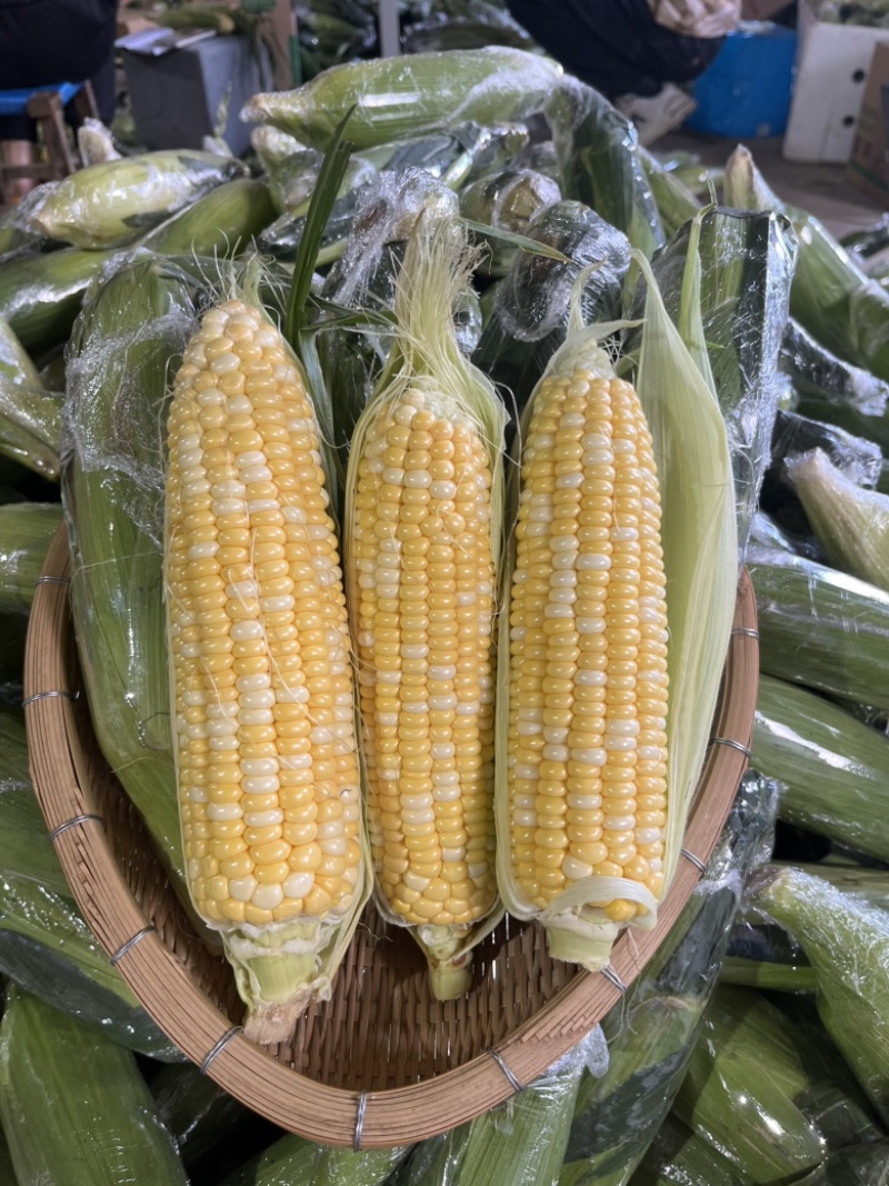 鲜食玉米云南水果玉米金银水果玉米甜玉米棒子双色玉米