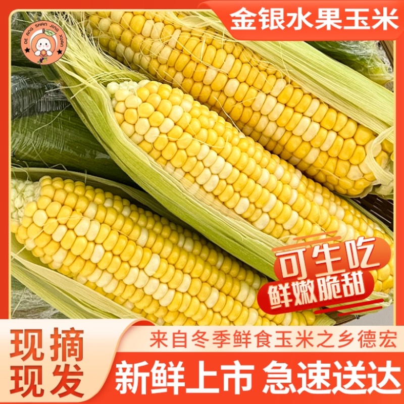 鲜食玉米云南水果玉米金银水果玉米甜玉米棒子双色玉米