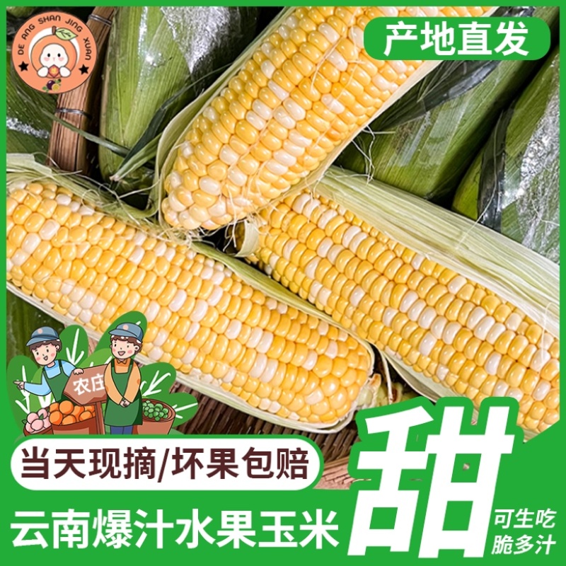鲜食玉米云南水果玉米金银水果玉米甜玉米棒子双色玉米