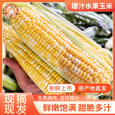 鲜食玉米云南水果玉米金银水果玉米甜玉米棒子双色玉米