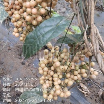 金果榄