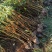江西中花吴茱萸苗、单叶蔓荆子苗、山栀子丶福建栀子，水苗。