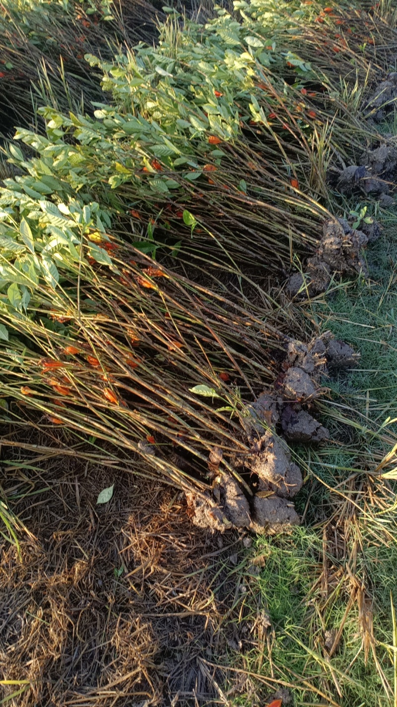 江西中花吴茱萸苗、单叶蔓荆子苗、山栀子丶福建栀子，水苗。