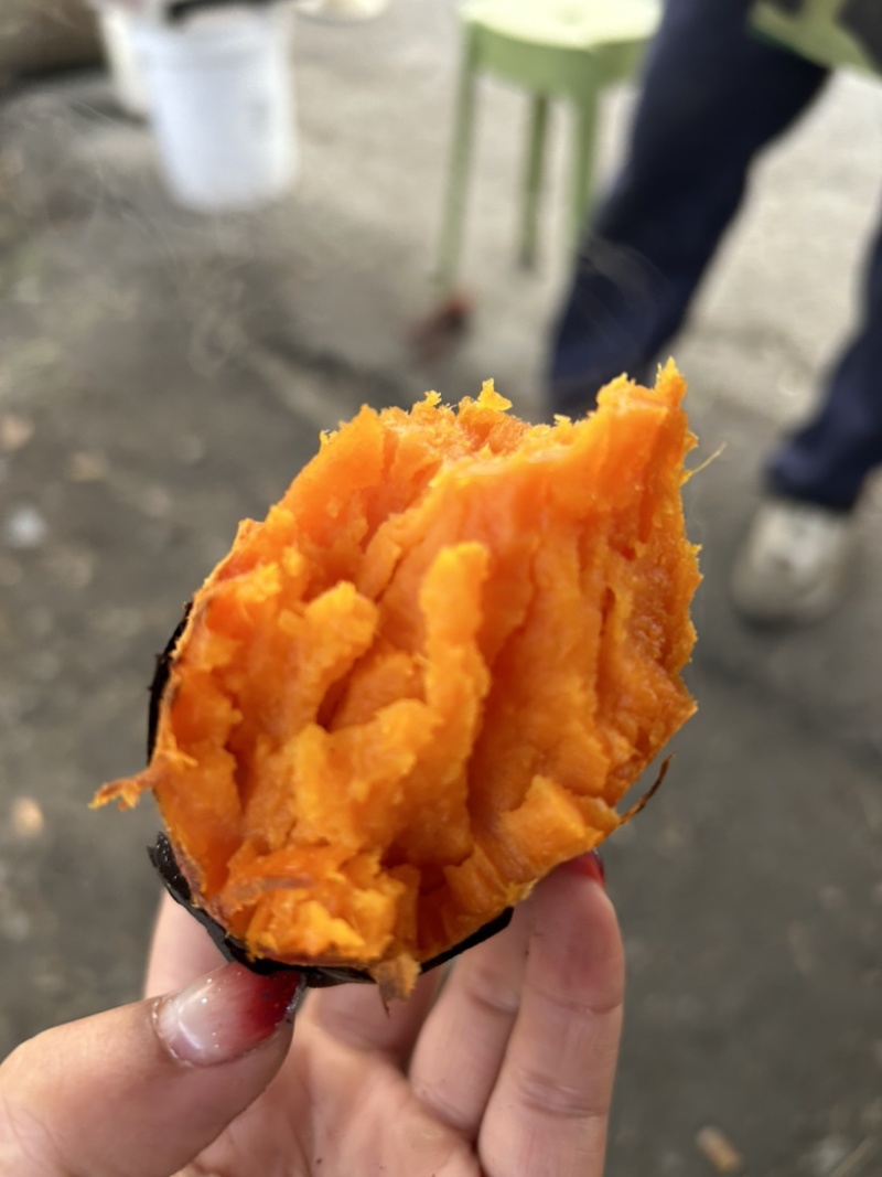 西瓜红薯鲜美香甜皮薄易剥蒸煮烤制现挖番薯红心蜜薯沙田基地