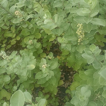 大量供应江西单叶蔓荆子苗，蔓荆子枝条