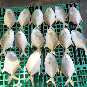 正二金鲳鱼400/500500/600
