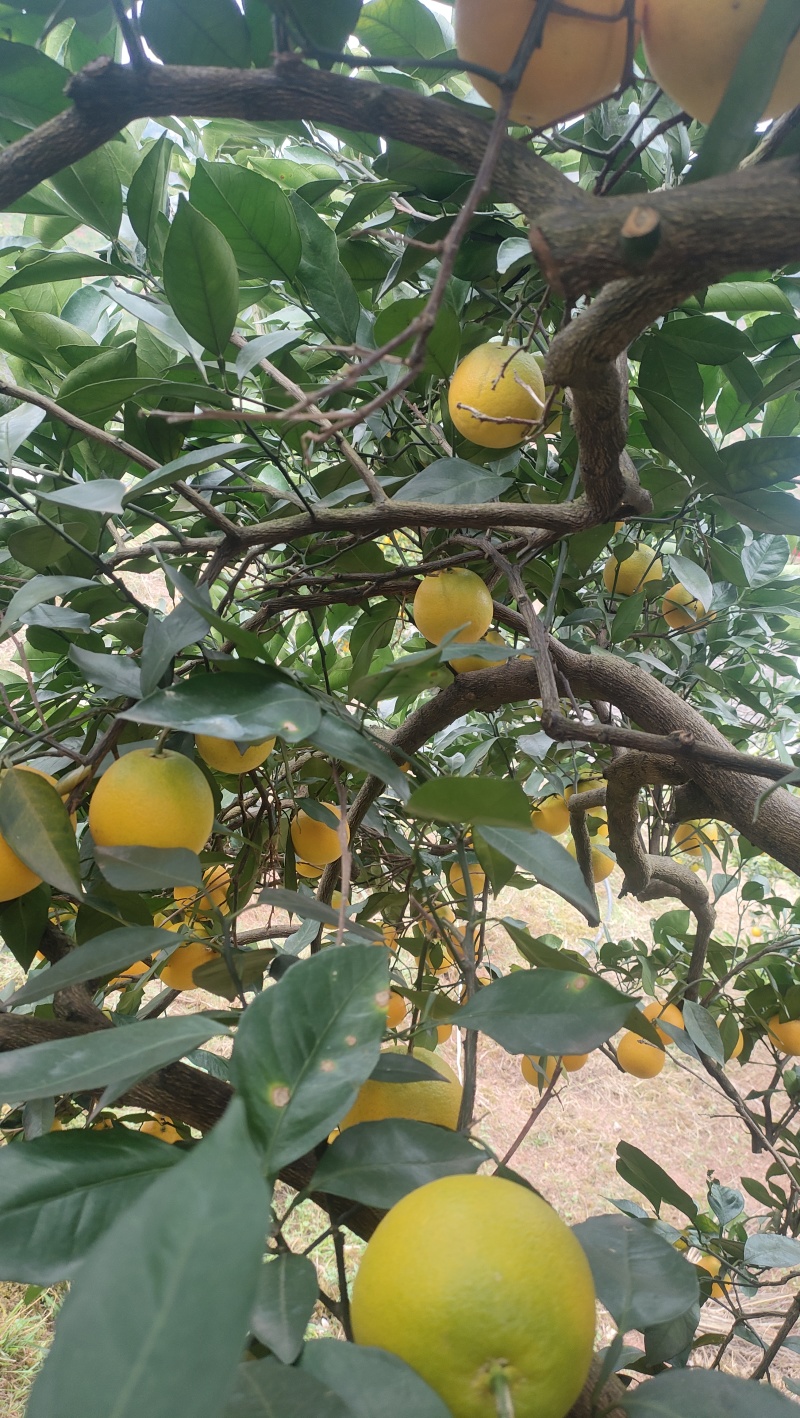 冰糖橙