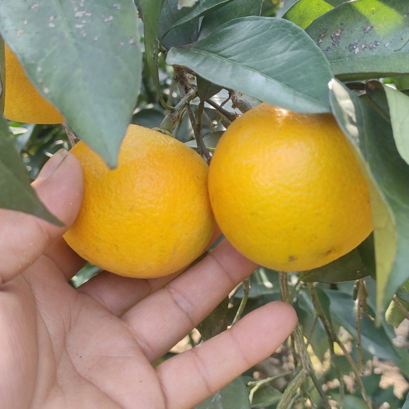 冰糖橙