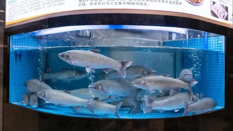 吊水脆肉鲩