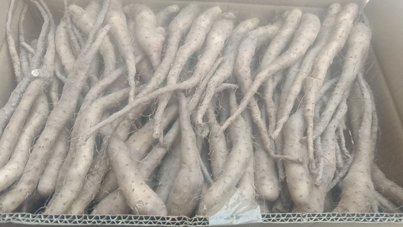 新茬地无菌白玉山药豆苗一手货源