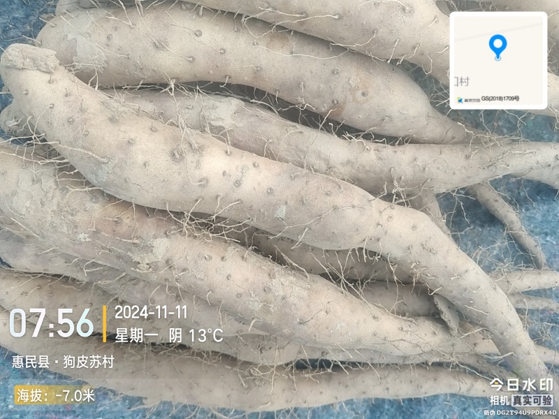 新茬地无菌白玉山药豆苗一手货源