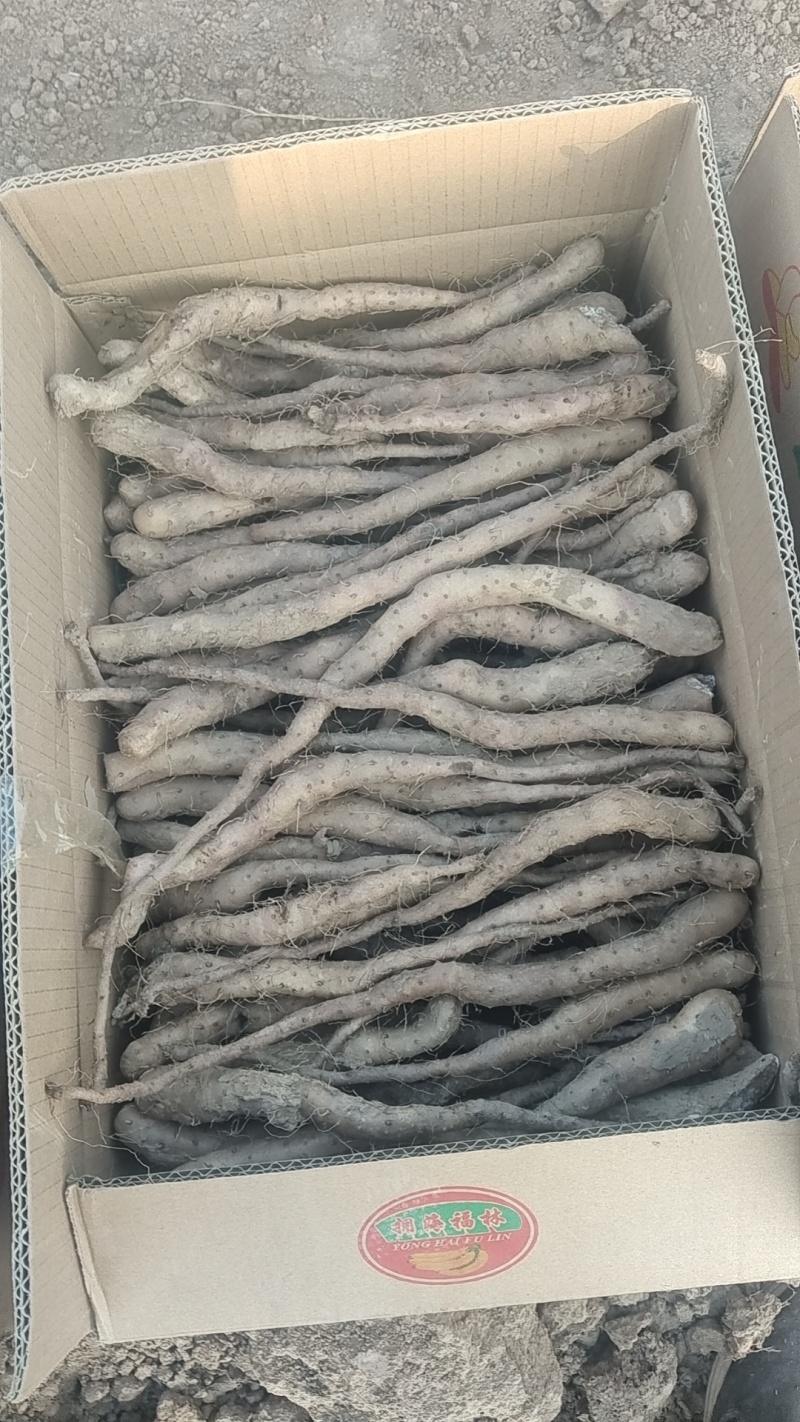 新茬地无菌白玉山药豆苗一手货源