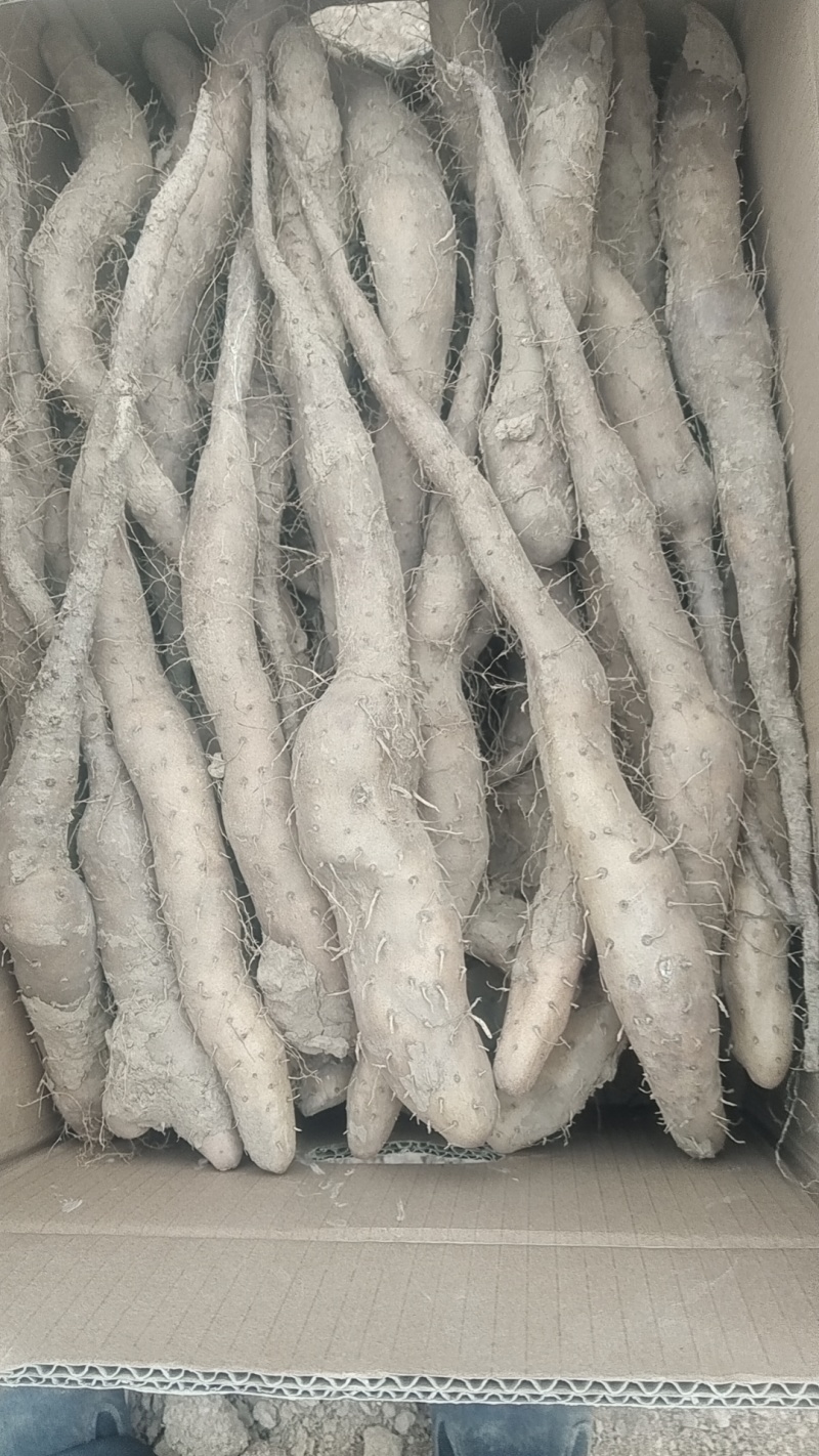 新茬地无菌白玉山药豆苗一手货源