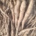新茬地无菌白玉山药豆苗一手货源