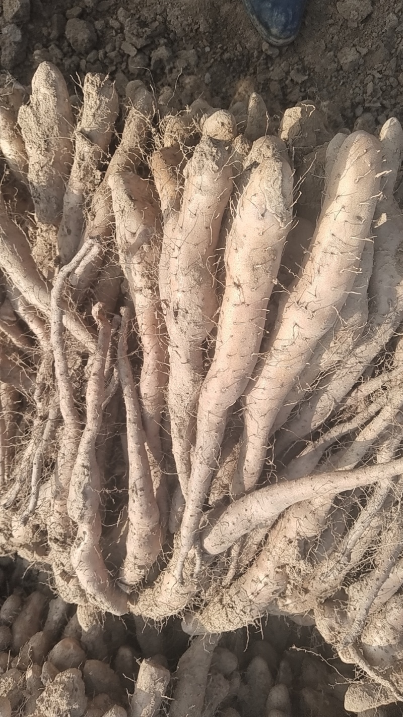 新茬地无菌白玉山药豆苗一手货源
