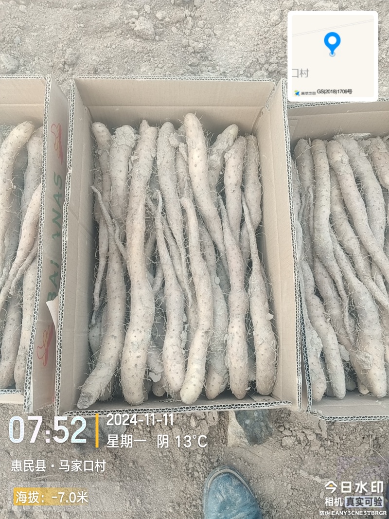 新茬地无菌白玉山药豆苗一手货源