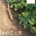 新茬地无菌白玉山药豆苗一手货源