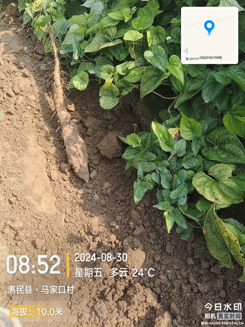 新茬地无菌白玉山药豆苗一手货源