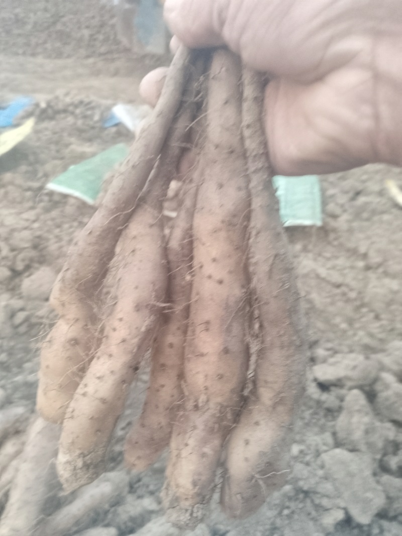 新茬地无菌白玉山药豆苗一手货源