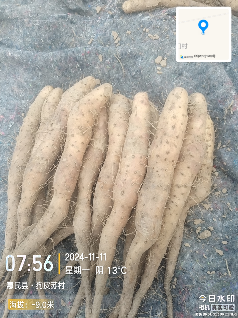 新茬地无菌白玉山药豆苗一手货源