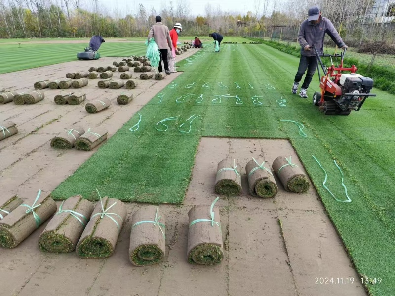 草坪四季青草坪百慕大果岭草马尼拉基地直发
