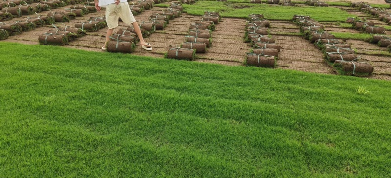 草皮
