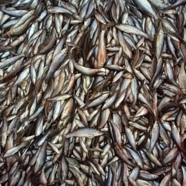 麦穗鱼精品，活体3-8公分，价格便宜，质量有保障