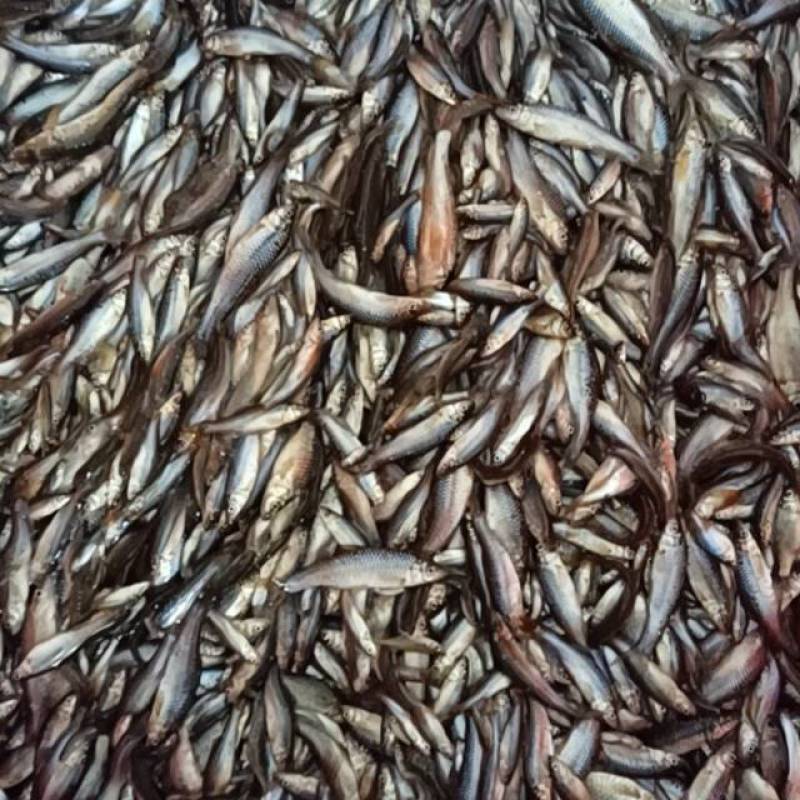麦穗鱼精品，活体3-8公分，价格便宜，质量有保障