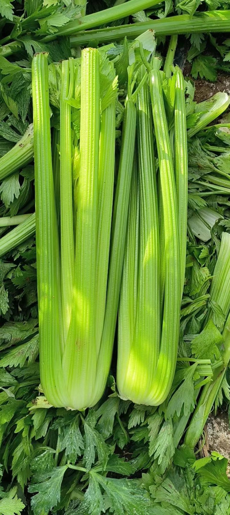 【万亩西芹基地】河南芹菜之乡，2024精品西芹大量上市