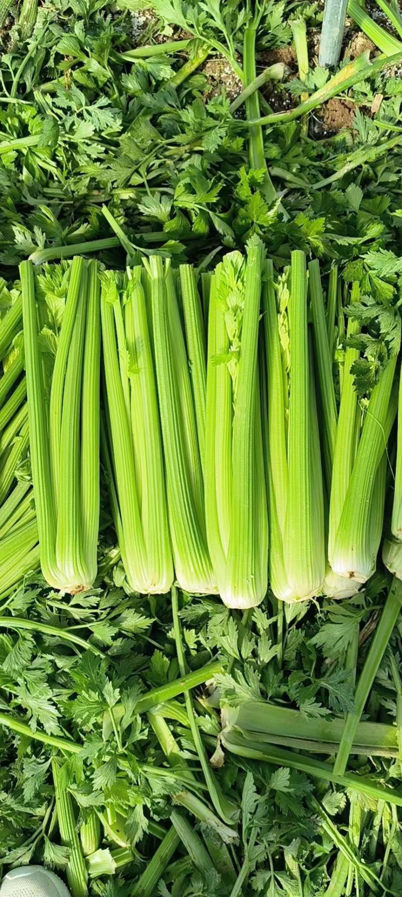 【万亩西芹基地】河南芹菜之乡，2024精品西芹大量上市