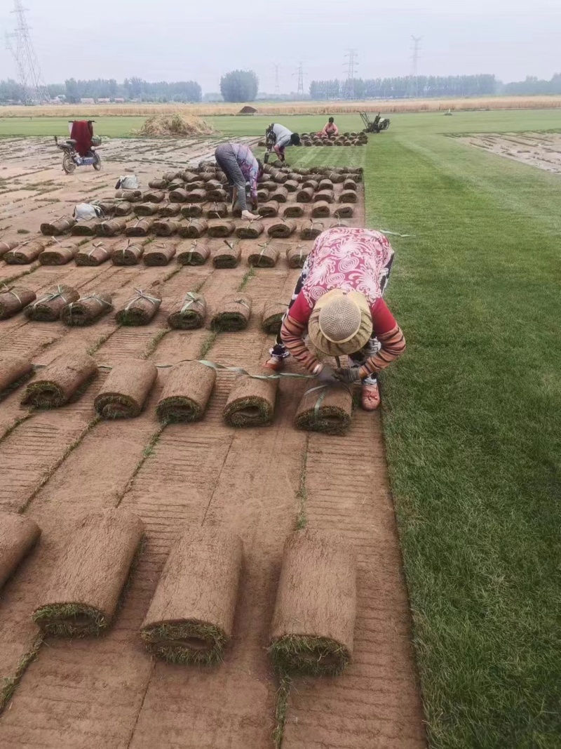 草坪，草皮，果岭草草坪，基地直供，可视频看货，可实地考察