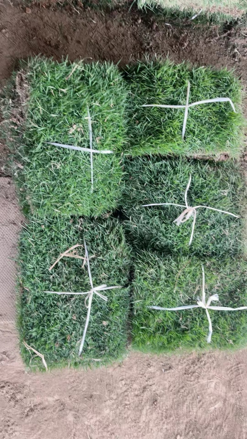 草坪，草皮，果岭草草坪，基地直供，可视频看货，可实地考察