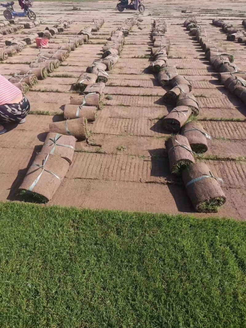 草坪，草皮，果岭草草坪，基地直供，可视频看货，可实地考察