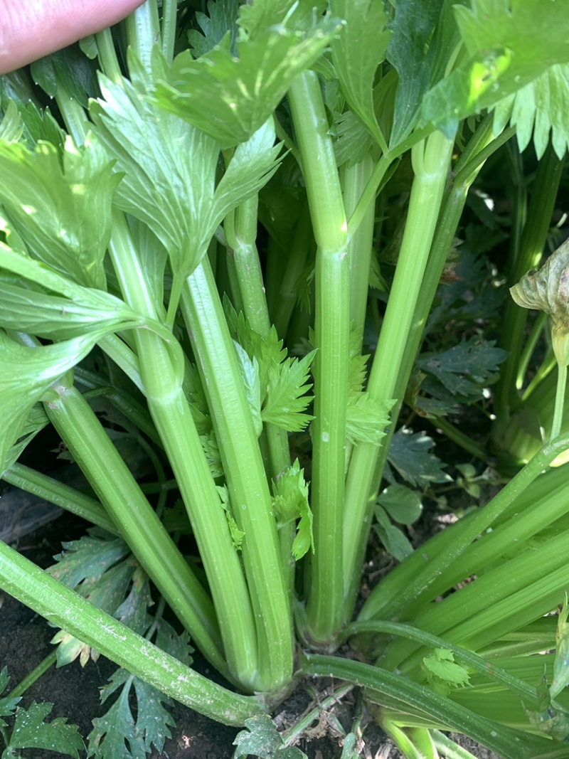万亩芹菜基地质量好价格优！加工厂基地常年供货