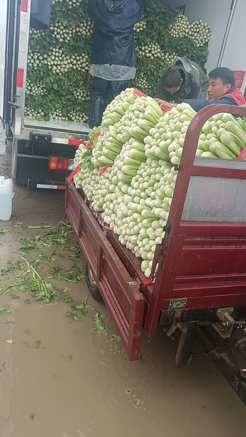 大棚蔬菜西芹