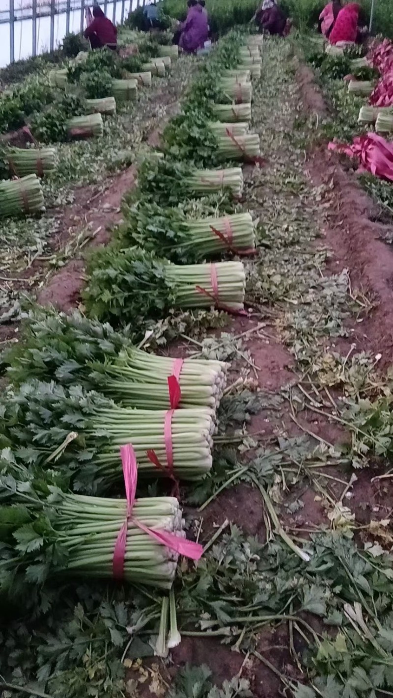 大棚蔬菜西芹