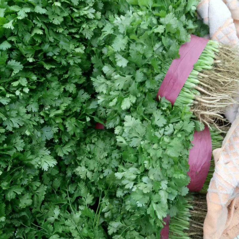河南滑县香菜大量现货有需要可以联系我