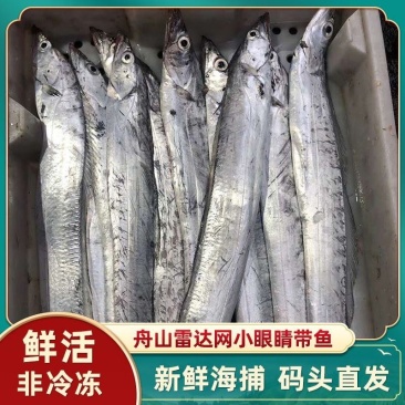 舟山小眼带鱼新鲜整条冷冻东海刀鱼大海鲜特产鲜活新鲜水产