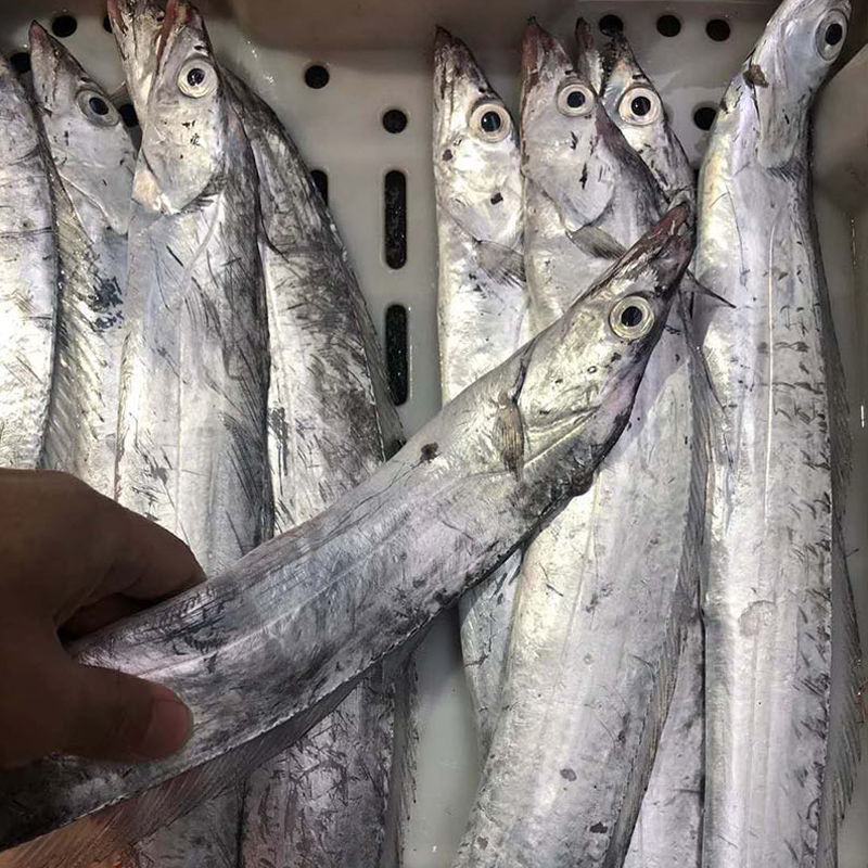 舟山小眼带鱼新鲜整条冷冻东海刀鱼大海鲜特产鲜活新鲜水产