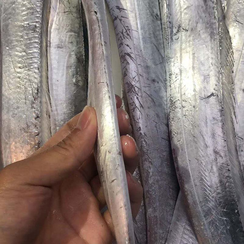 舟山小眼带鱼新鲜整条冷冻东海刀鱼大海鲜特产鲜活新鲜水产